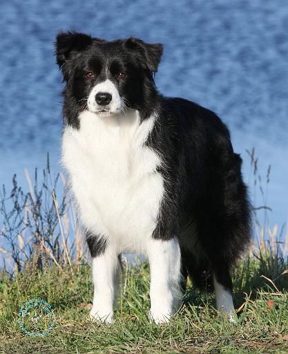 Border Collie 9Y551D-092.JPG